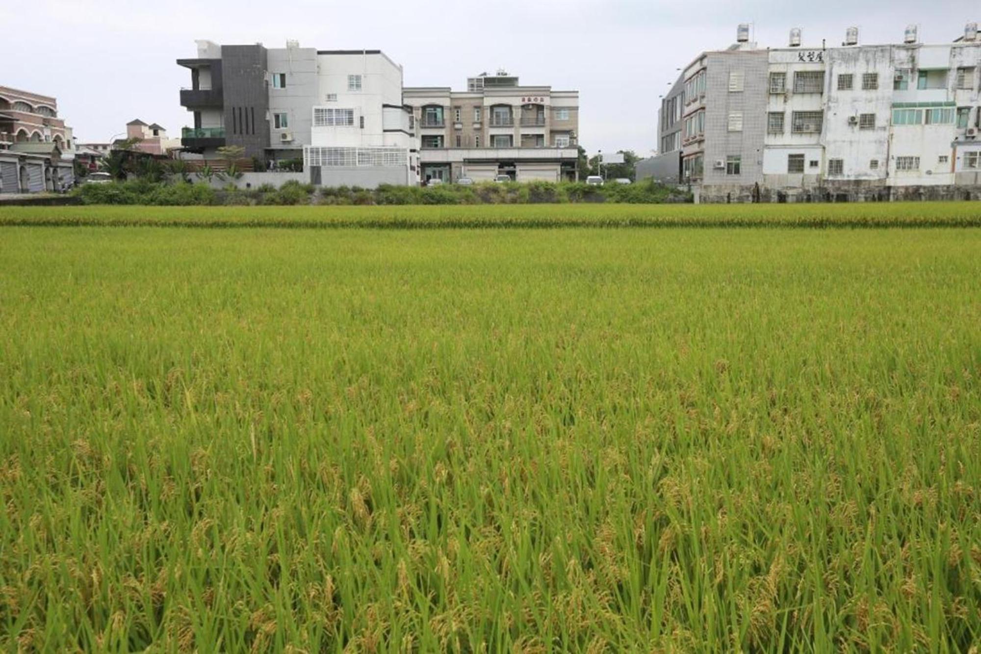 自由之丘民宿 L 寵物友善 T'ai-tung Exterior foto